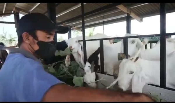 Edukasi Masyarakat Ciptakan Ketahanan Pangan, Desa Sanur Kaja Gelar Padat Karya Tunai Beternak K