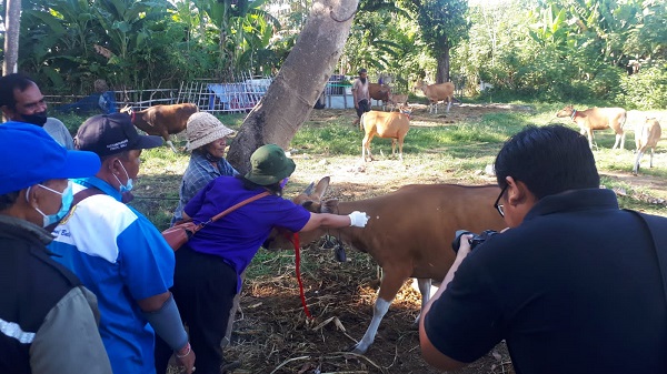 Cegah Wabah PMK Denpasar Gelar Vaksinasi di Desa Padang Sambian Klod