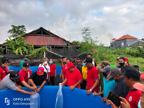 Wujudkan Ketahanan Pangan, Desa Peguyangan Kaja Launching Program Padat Karya Berbasis Nabati dan Hewani.