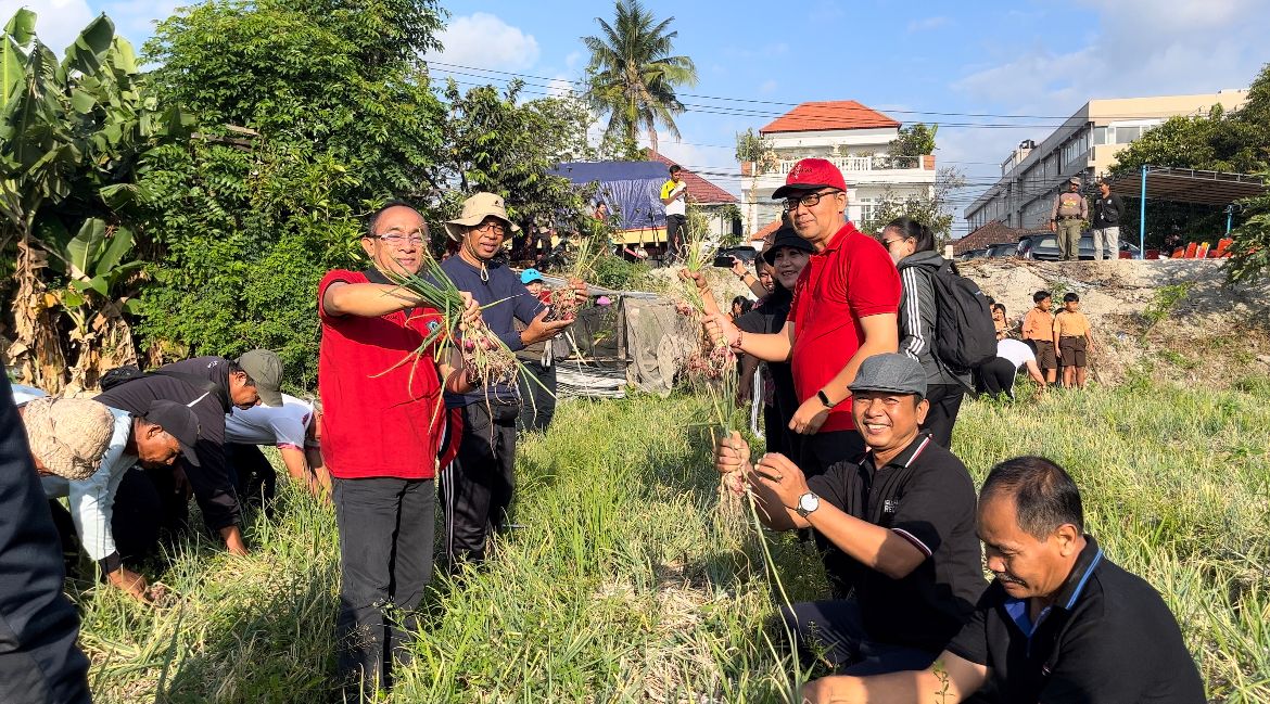 Dukung Pengendlian Inflasi, Kelurahan Renon Panen Bawang Merah Sebanyak 9 Ton.