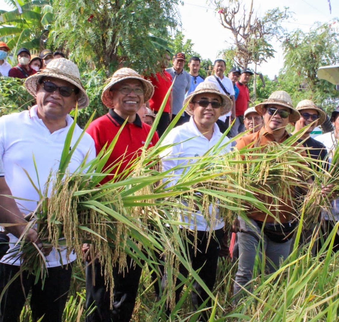 Walikota Jaya Negara Panen Padi Pandan Wangi di Subak Intaran Barat