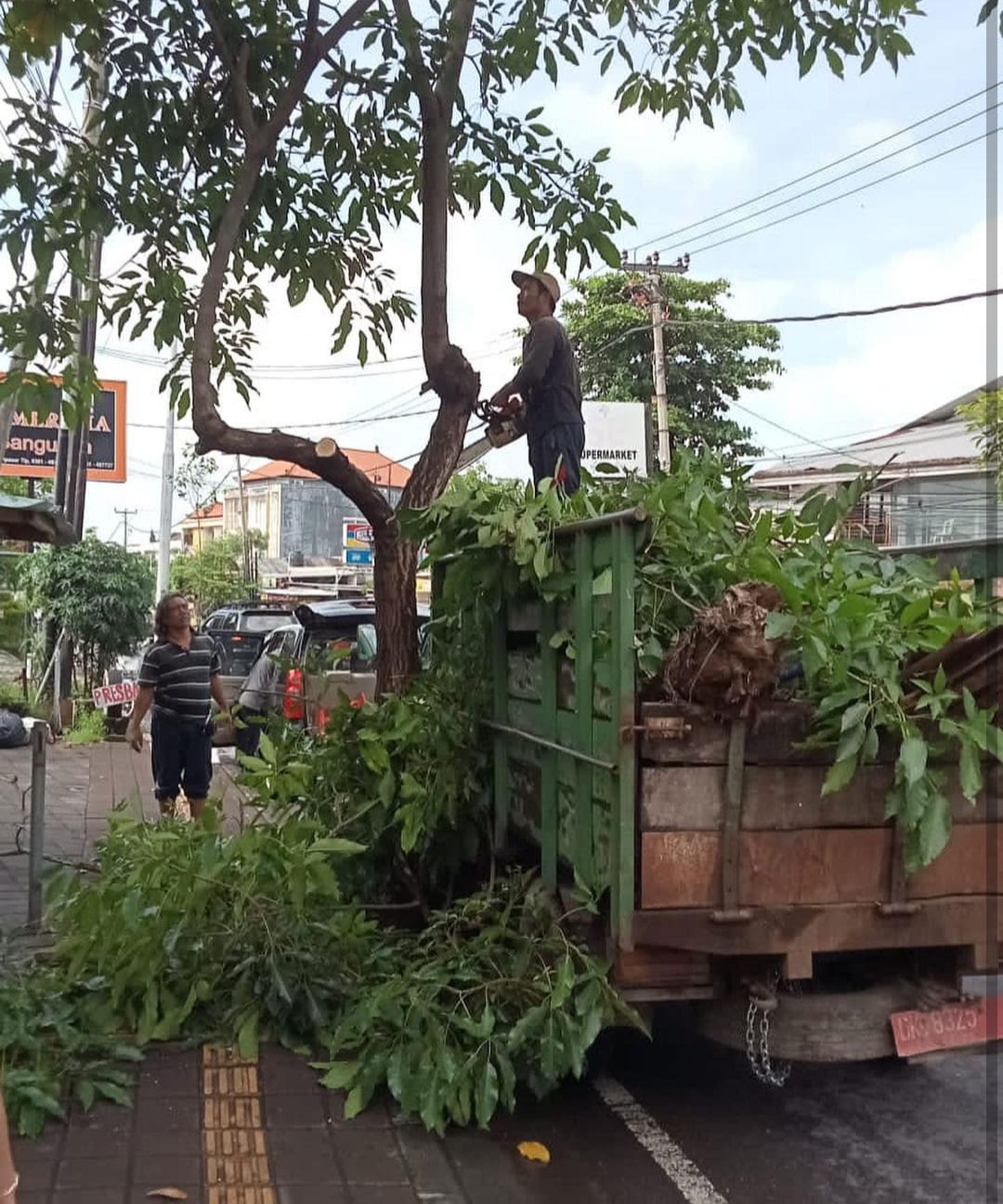Pemkot Denpasar Gencarkan Penanaman Pohon Perindang, Dukung Penataan Wajah Kota Kurangi Polusi