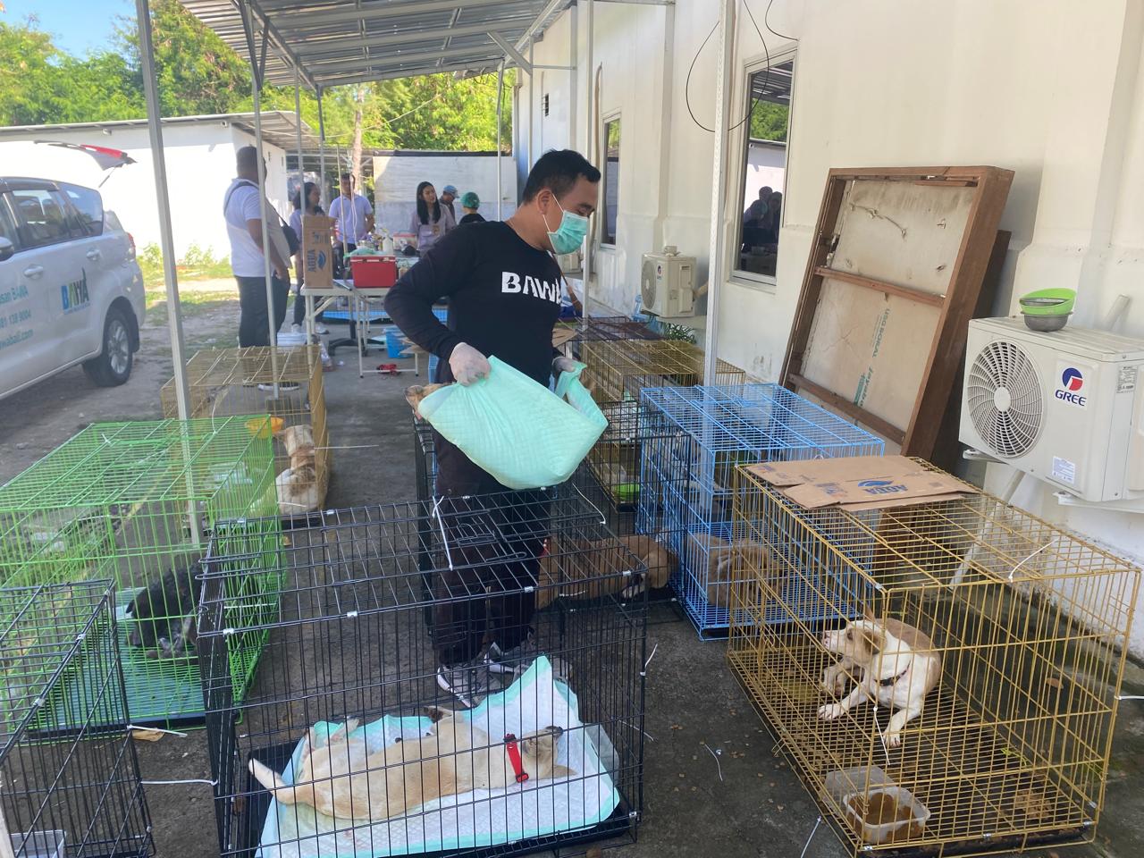 Distan Denpasar Gandeng Yayasan BAWA Sisir Anjing Liar di Kelurahan Serangan, Lakukan Vaksin Rabies dan Sterilisasi