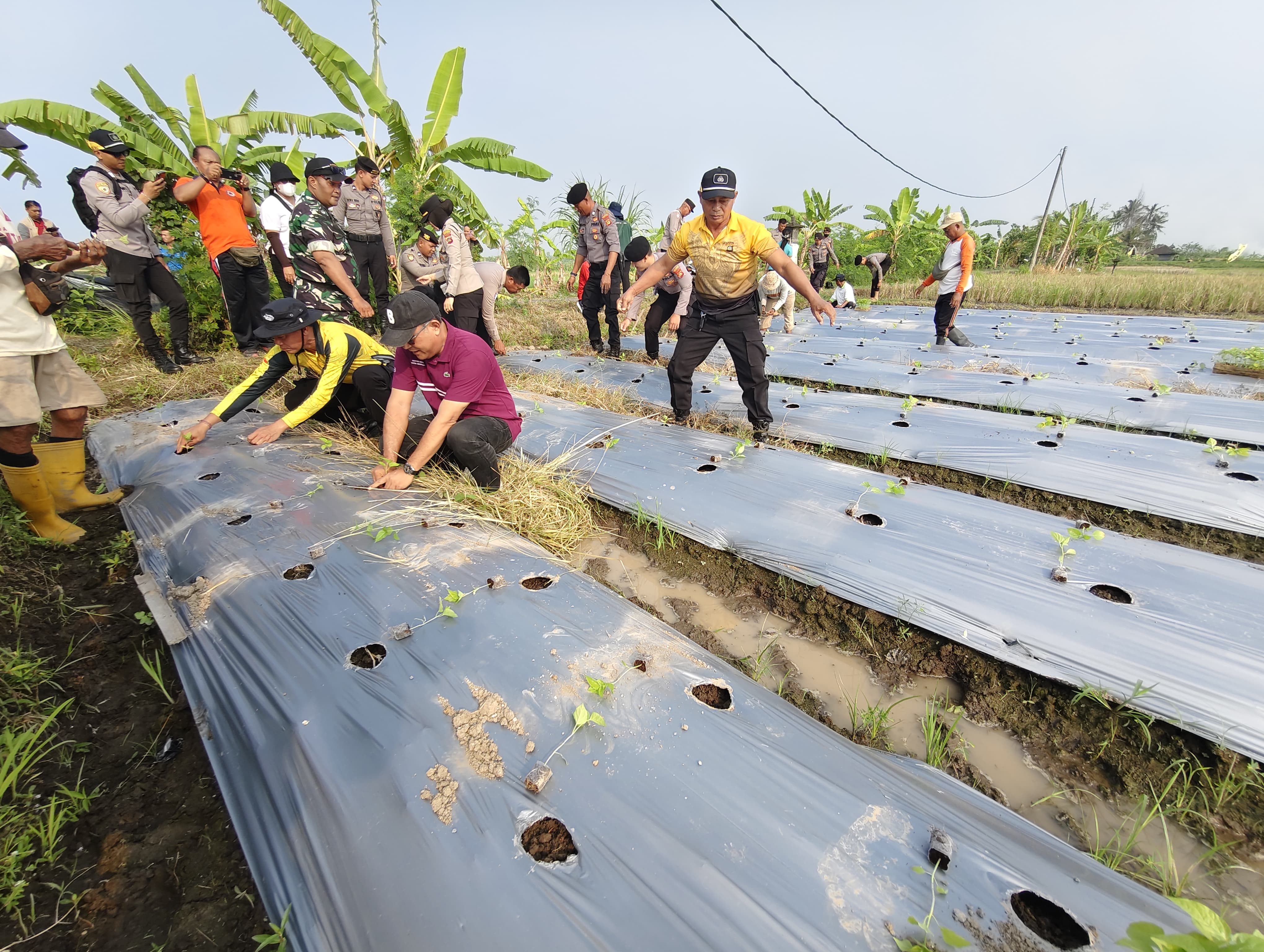 Sinergi Dinas Pertanian Denpasar dengan Kepolisian, Dukung Pengendalian Inflasi Dengan Gertam Cabai di Subak Umalayu