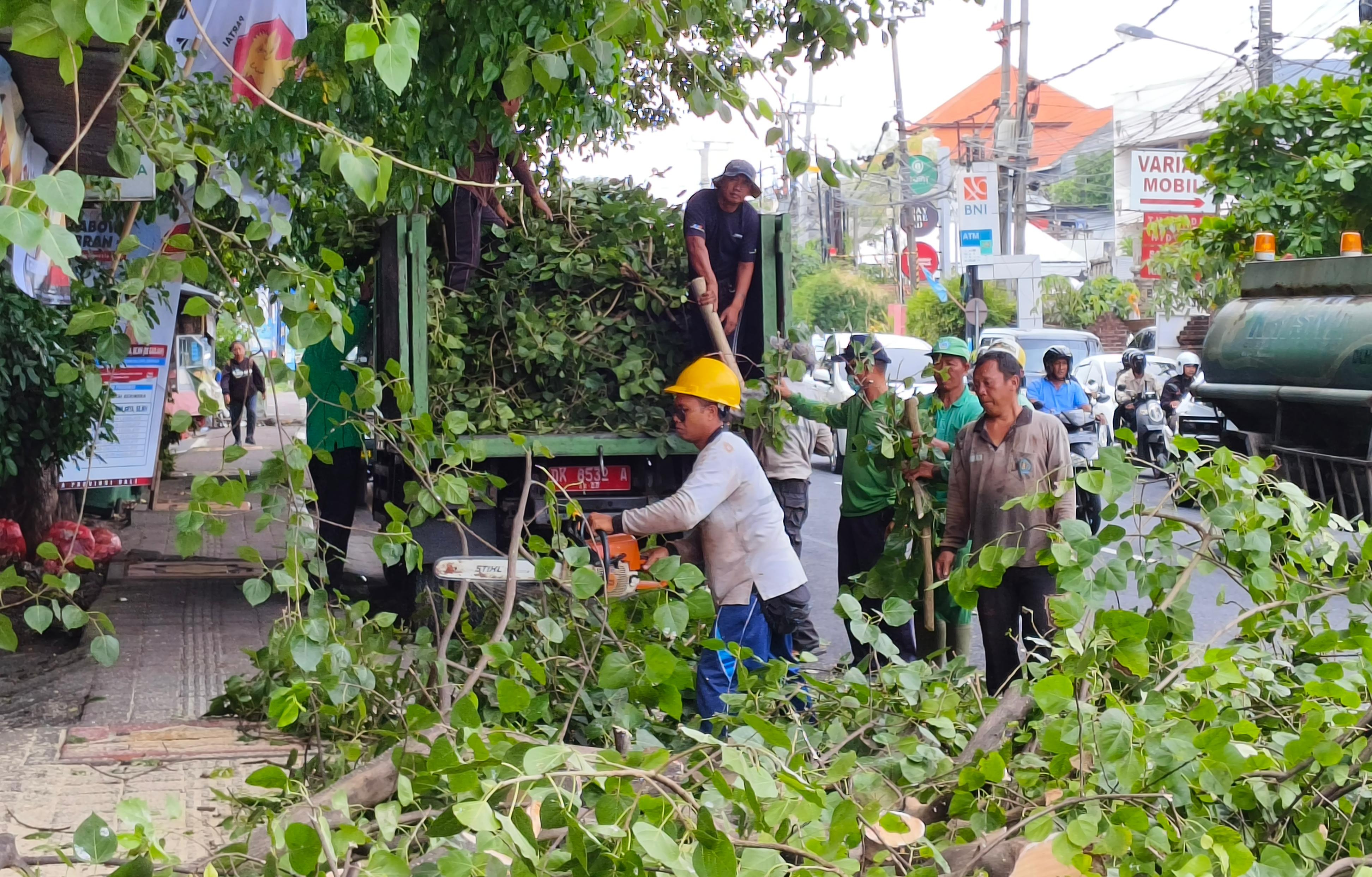Antisipasi Pohon Tumbang dan Jaga Keindahan Kota, DLHK Denpasar Rutin Intensifkan Perompesan.