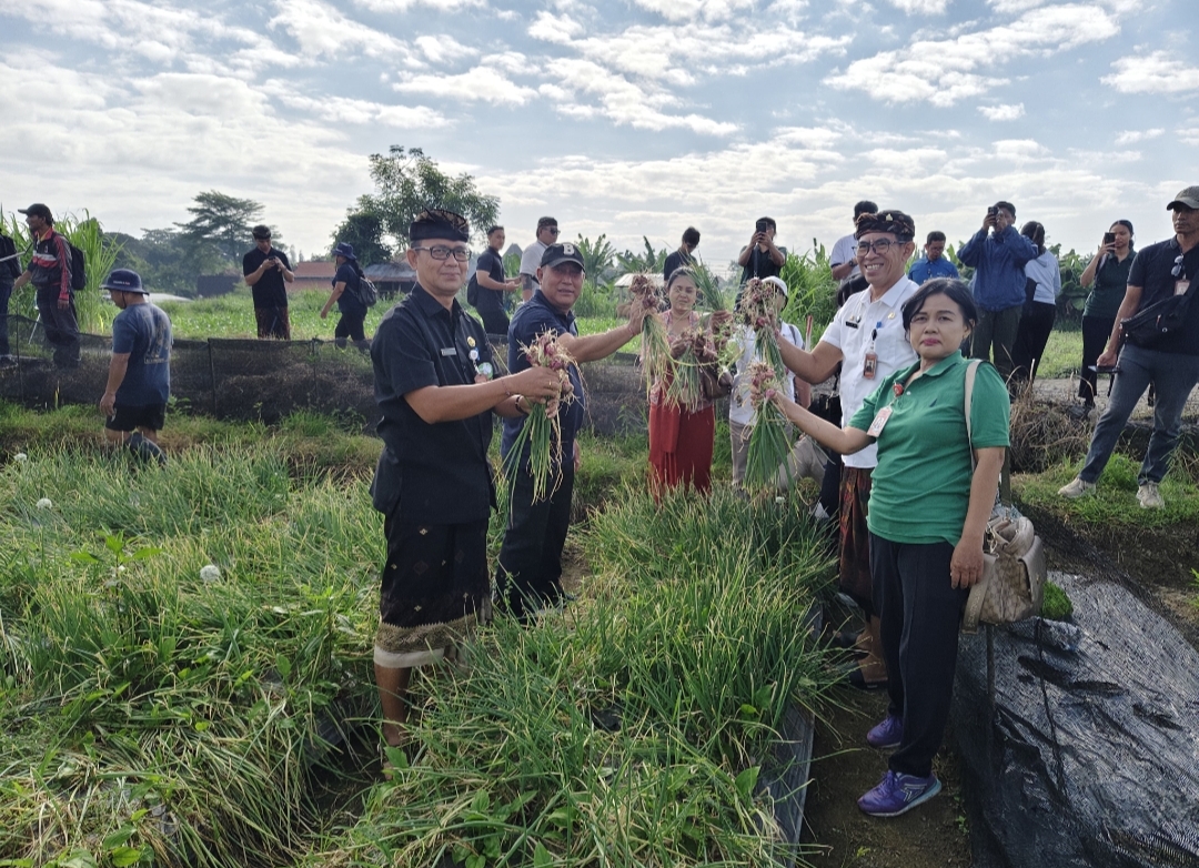 Pemkot Denpasar Sukses Panen Bawang Merah di Subak Buaji  Hasil Pengembangan 4 Hektare Lahan Jadi Langkah Nyata Kendalikan Inflasi Daerah