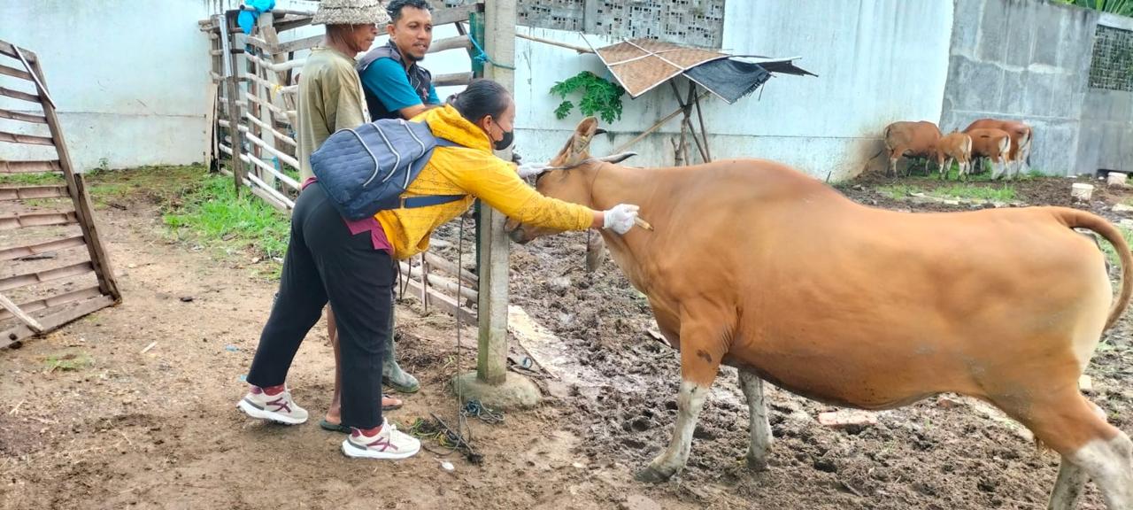 Optimalisasi Pencegahan Penyebaran Penyakit PMK, Distan Denpasar Gelar Vaksinasi Sapi di Empat Kecamatan.
