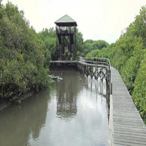 Mangrove Forests Favorite Place For Prewedding Photo