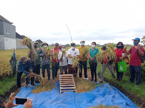Kerjasama Pemkot Denpasar dan ALC Inisiasi Pertanian Ramah Lingkungan di Subak Lungatad Buahkan Hasil