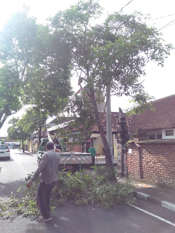 DLHK Denpasar Intensifkan Perompesan Antisipasi Pohon Tumbang 