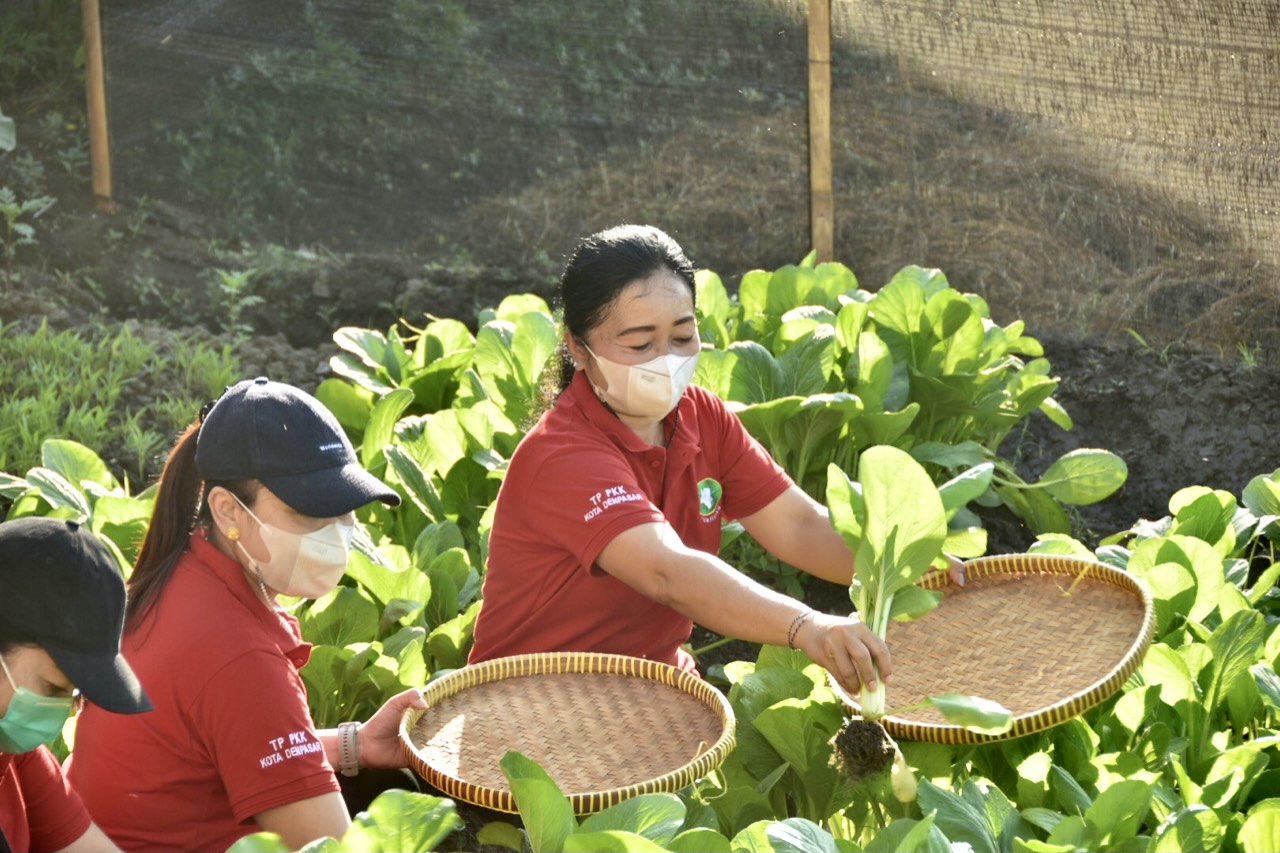 TP PKK Denpasar Bersinergi Dengan Komunitas Subak Lungatad   Kembangkan Ketahanan Pangan Untuk Penguatan Perekonomian
