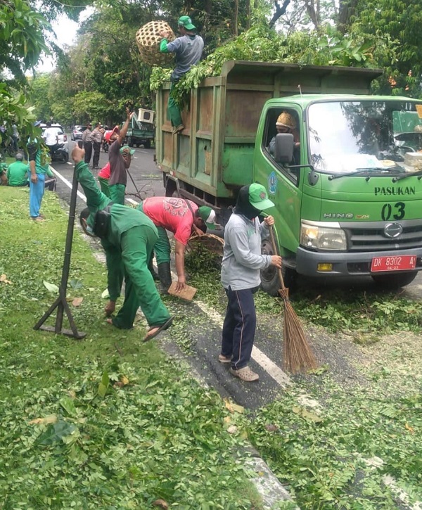Antisipasi Resiko Akibat Badai La Nina, DLHK Denpasar Intensifkan Perompesan Pohon Perindang