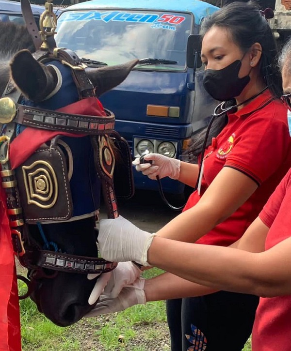 Pastikan Kesehatan Kuda Dokar Denpasar City Tour, Tim Kesehatan Hewan Rutin Lakukan Pengecekan