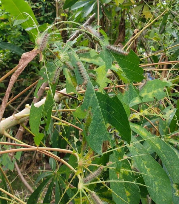 Distan Kota Denpasar Sigap dan Tanggapi Cepat Laporan Warga Perihal Hama Ulat Bulu di Banjar Blanjong
