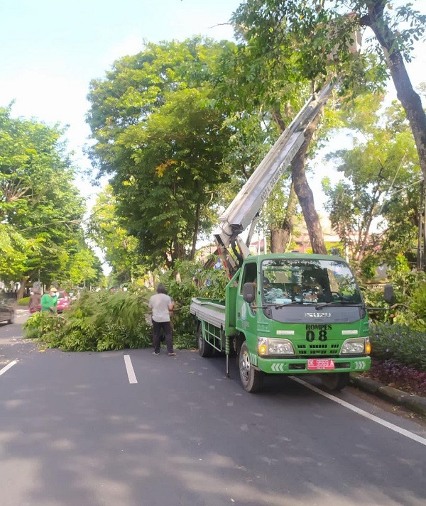 DLHK Denpasar Rutin Intensifkan Perompesan Antisipasi Pohon Tumbang