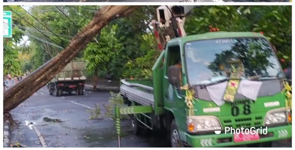 Tim Respon Cepat BPBD Denpasar Atensi Pohon Tumbang