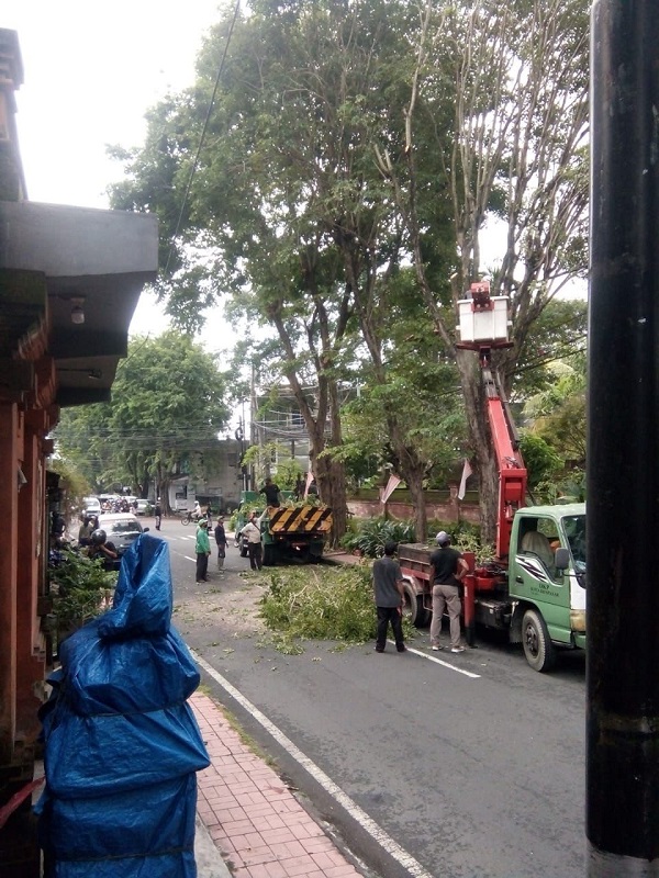 DLHK Denpasar Rutin Intensifkan Perompesan Antisipasi Pohon Tumbang