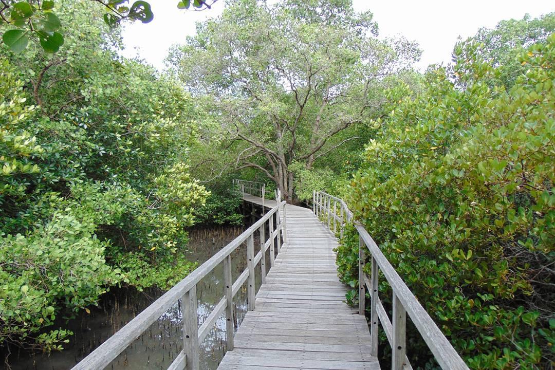 Berkunjung Ke Hutan Mangrove, Salah Satu Cara Segarkan Mata