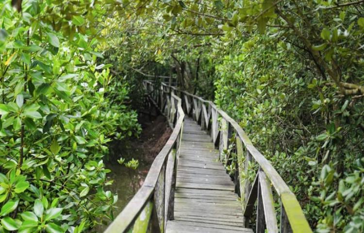 Mangrove Boardwalk Denpasar 