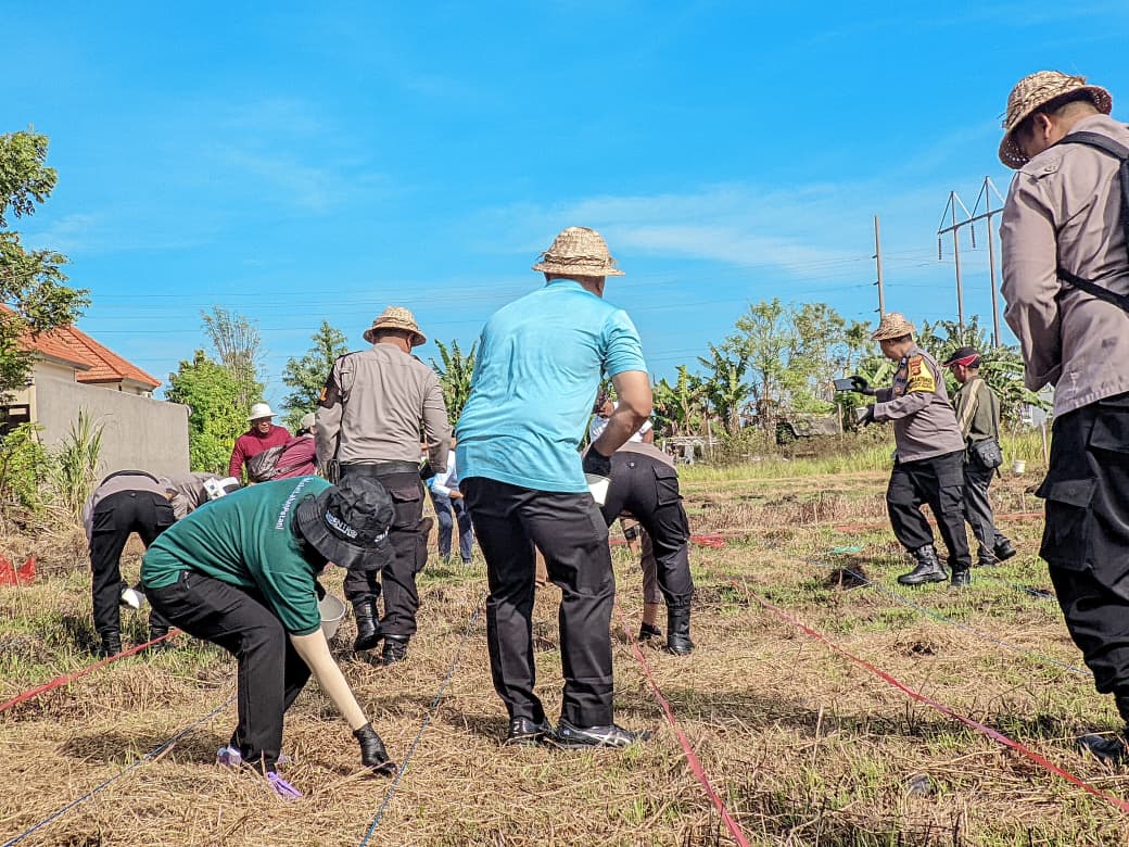 Optimalkan Lahan Bera, Dinas Pertanian Denpasar Tanam Jagung Manis di Subak Intaran Barat