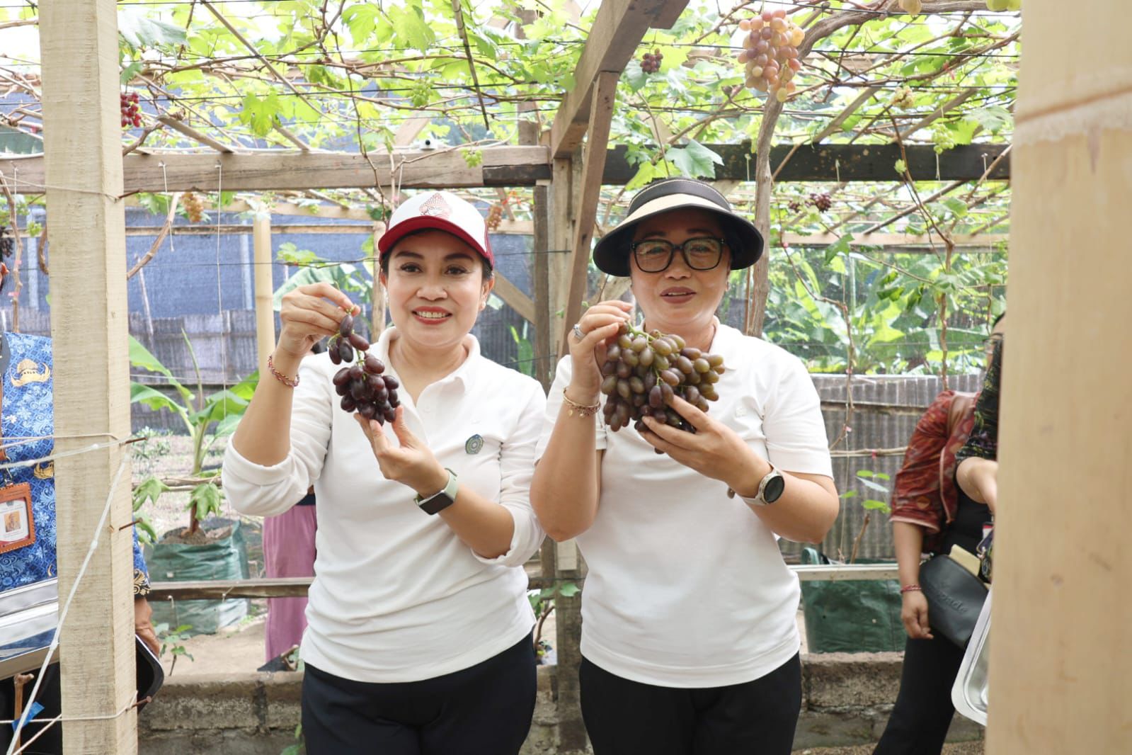 Panen Anggur di Subak Peraupan Barat  Ketua TP PKK Antari Jaya Negara Dorong Urban Farming dan Agrowisata Berkualitas 